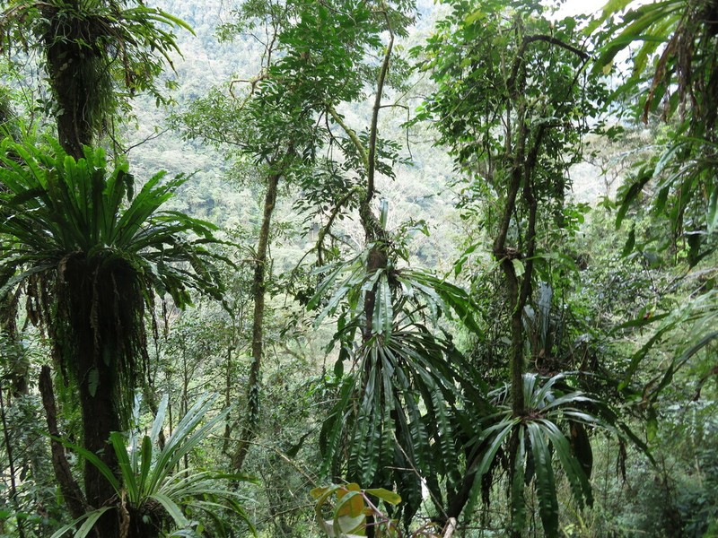 Asplenium phyllitidis