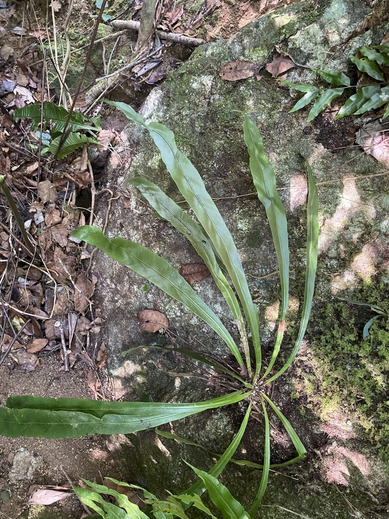 Asplenium phyllitidis photo 2