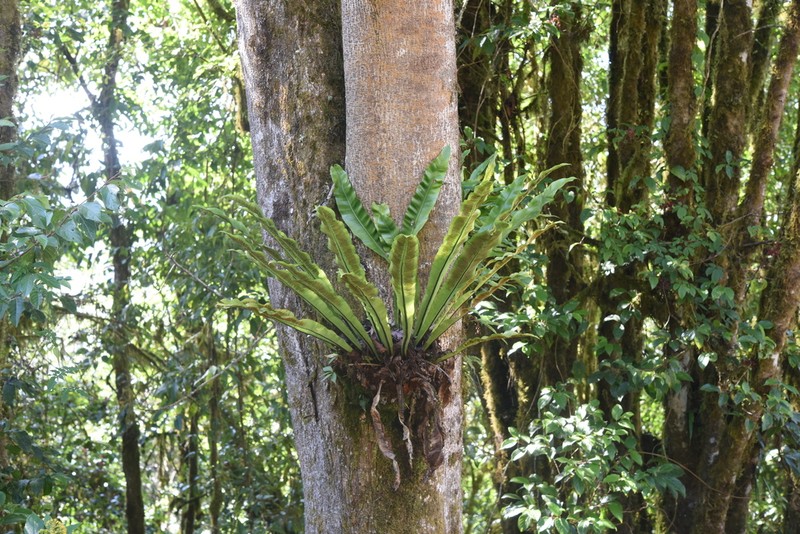 Asplenium phyllitidis photo 3