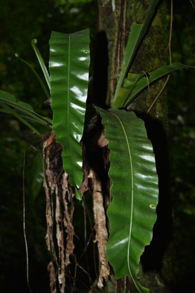 Asplenium phyllitidis photo 4