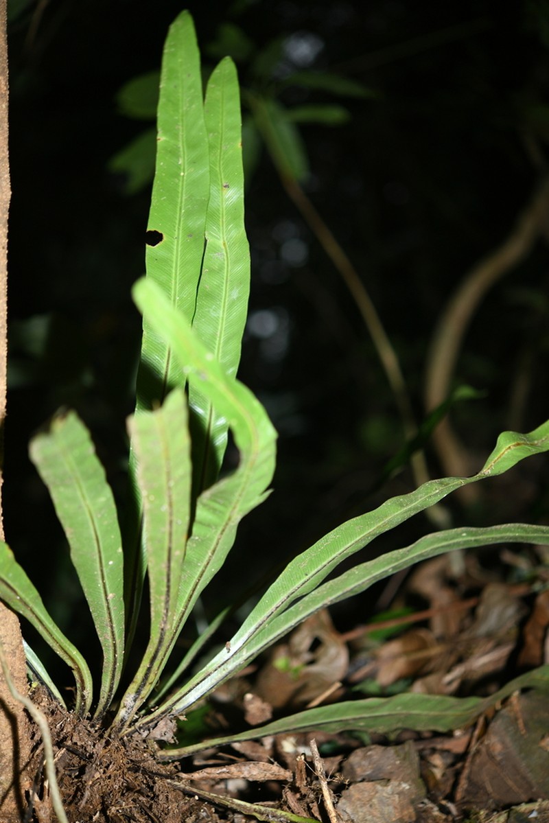 Asplenium phyllitidis photo 5