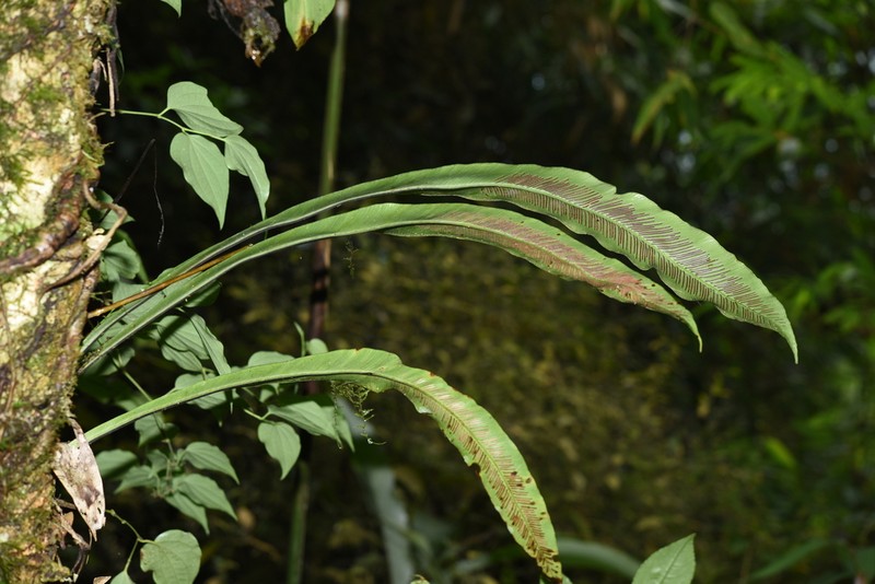 Asplenium phyllitidis photo 6