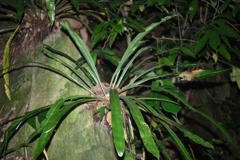 Asplenium phyllitidis photo 7