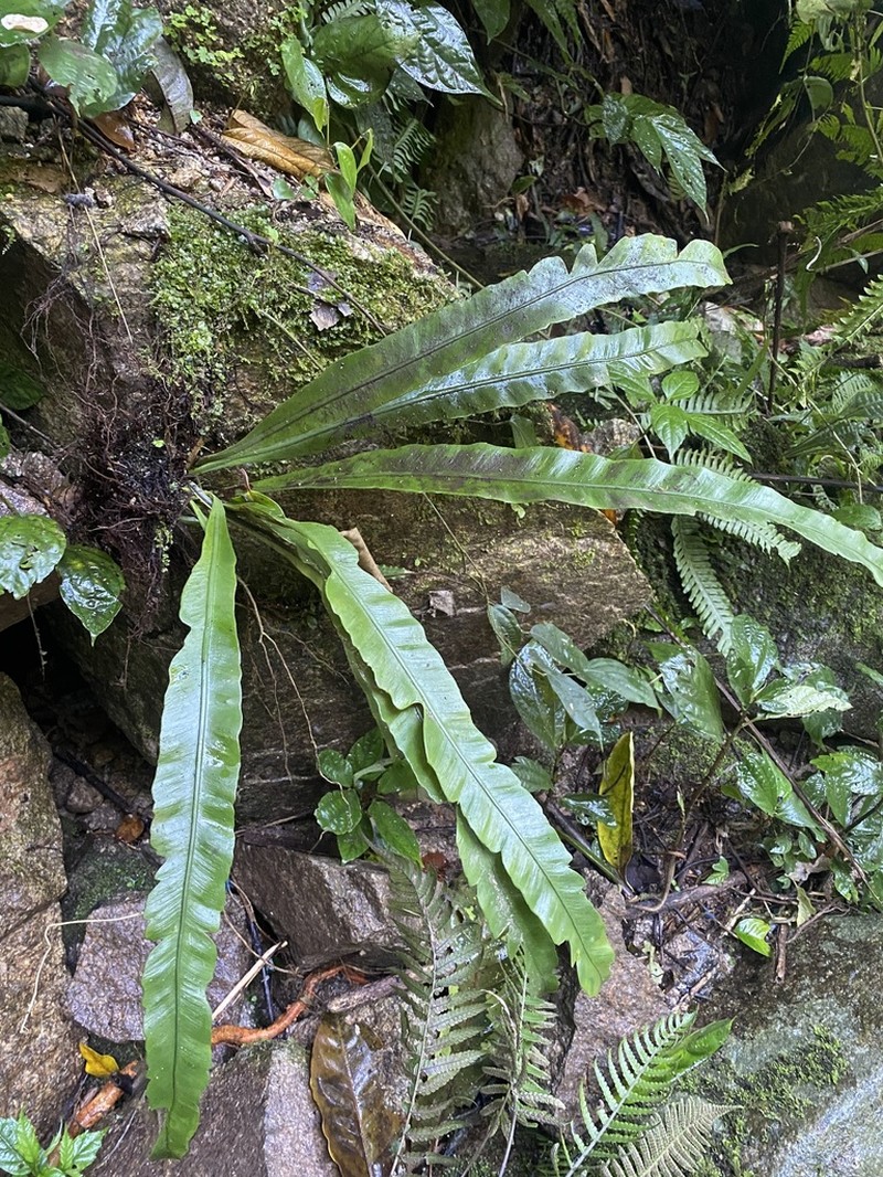 Asplenium phyllitidis photo 8