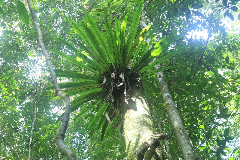 Asplenium phyllitidis