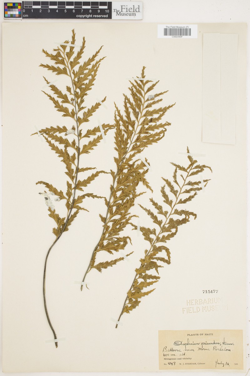 Asplenium picardae