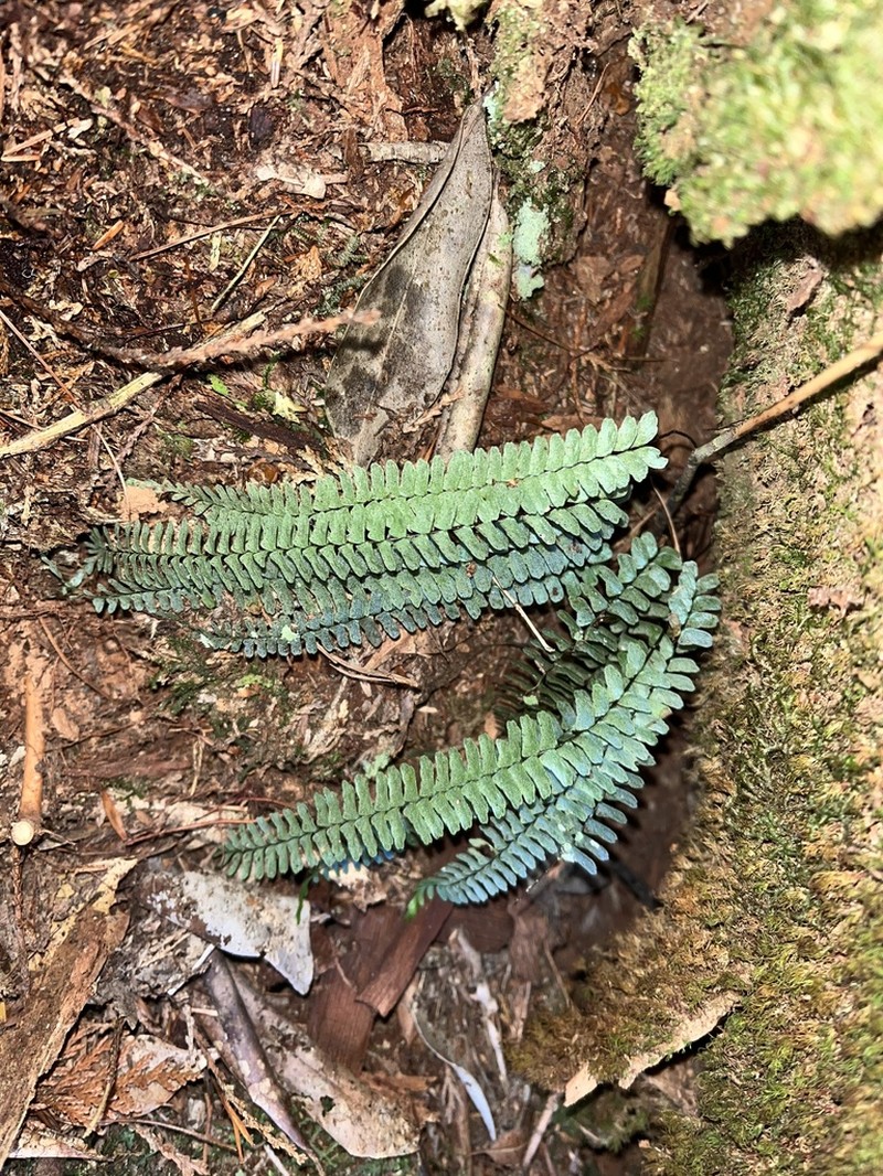 Asplenium pifongiae photo 3