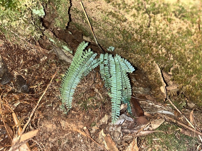 Asplenium pifongiae photo 4
