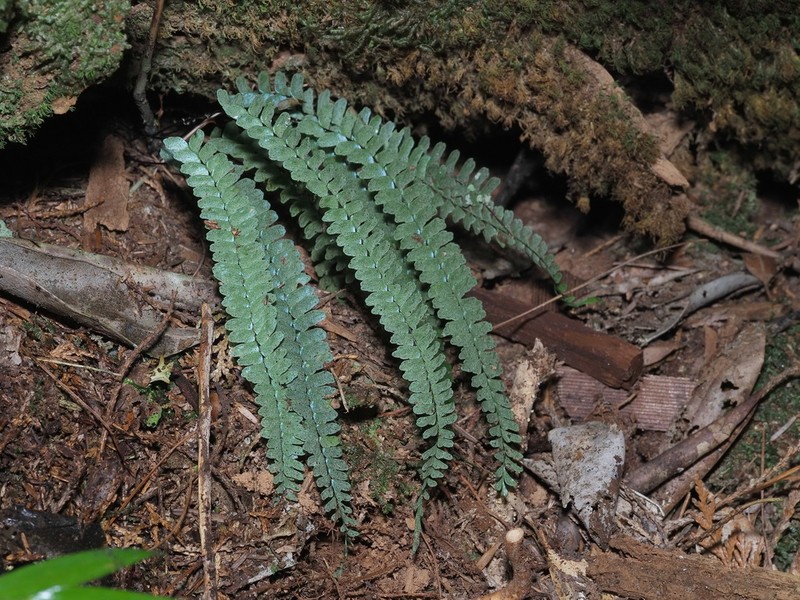 Asplenium pifongiae photo 5