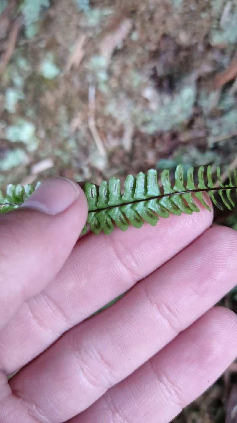Asplenium pifongiae photo 6