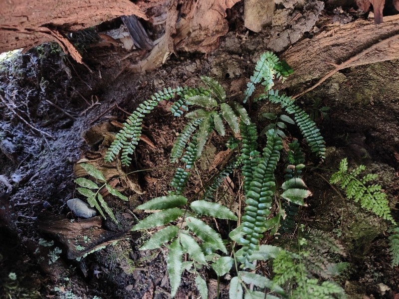 Asplenium pifongiae photo 7