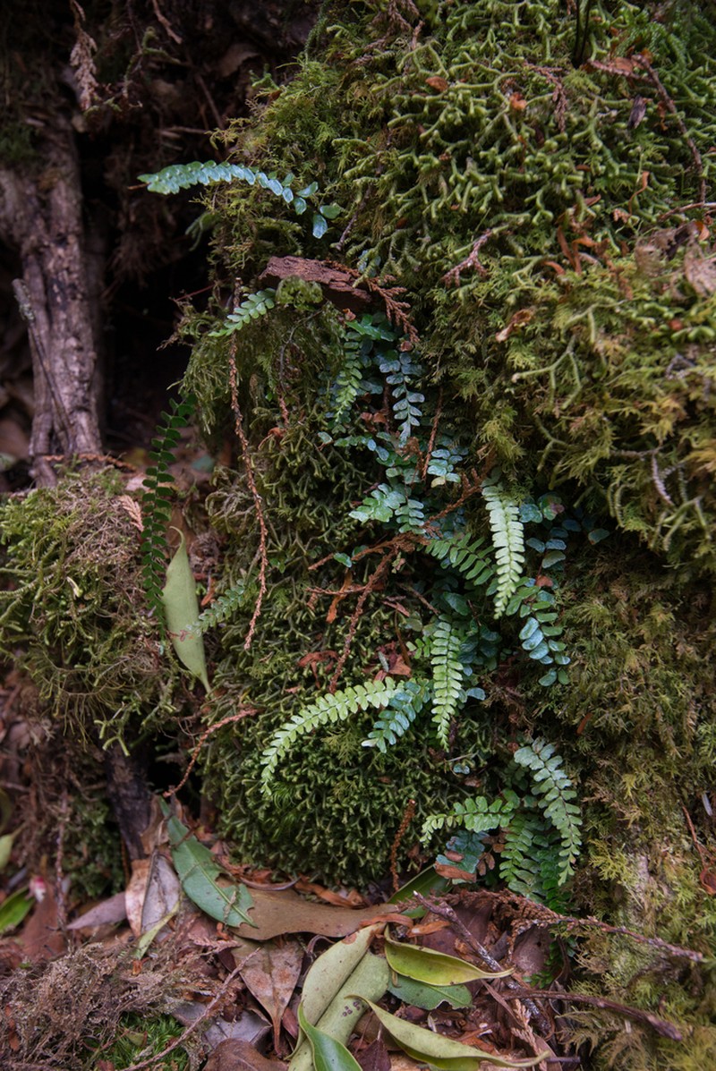 Asplenium pifongiae photo 8