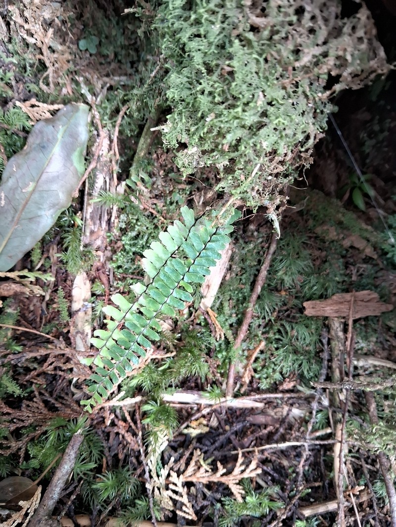 Asplenium pifongiae