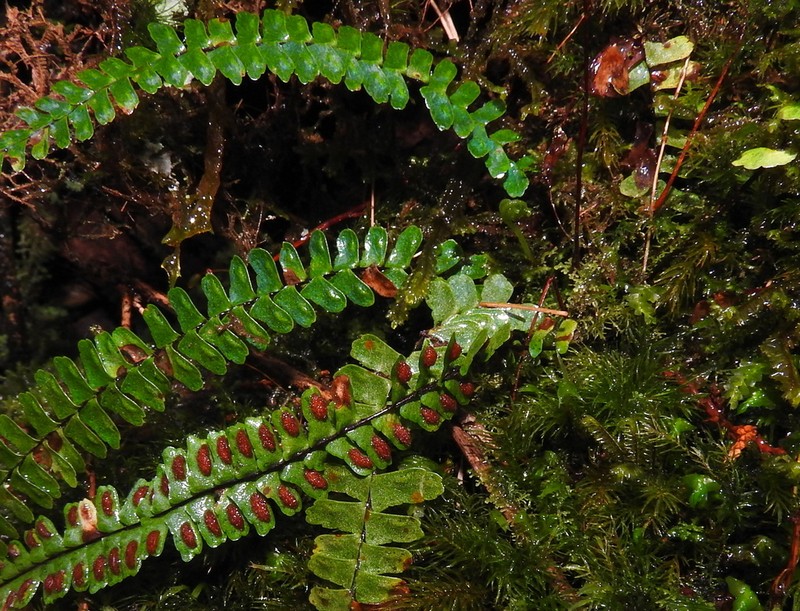 Asplenium pifongiae photo 2