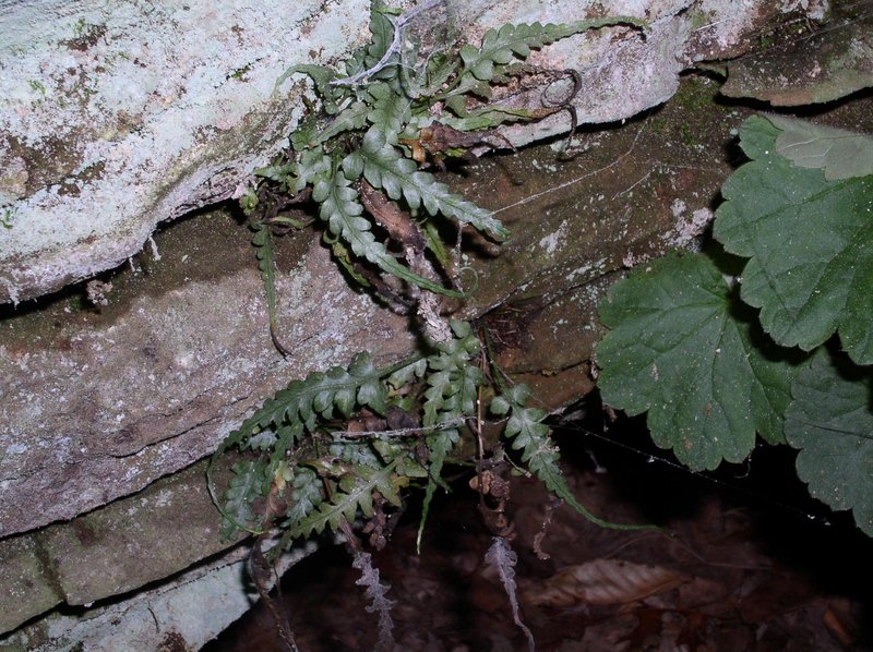 Lobed Spleenwort photo 2