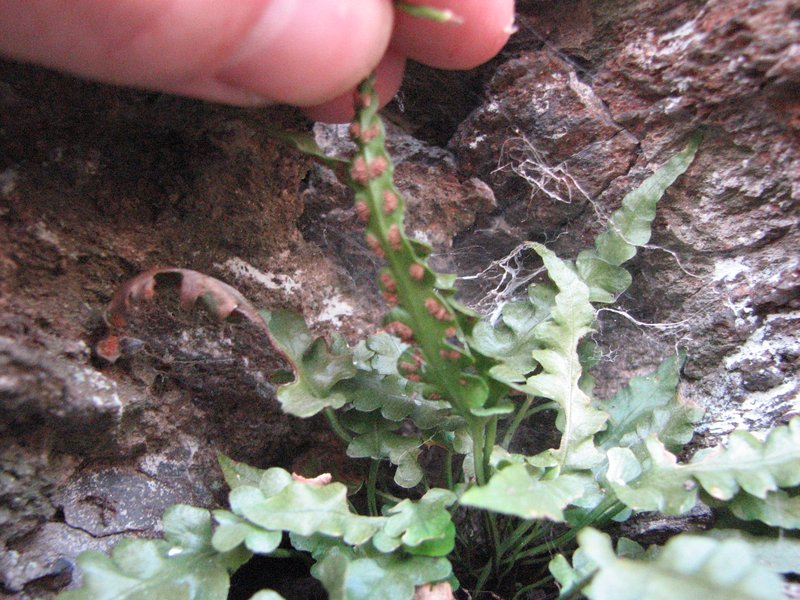 Lobed Spleenwort photo 3