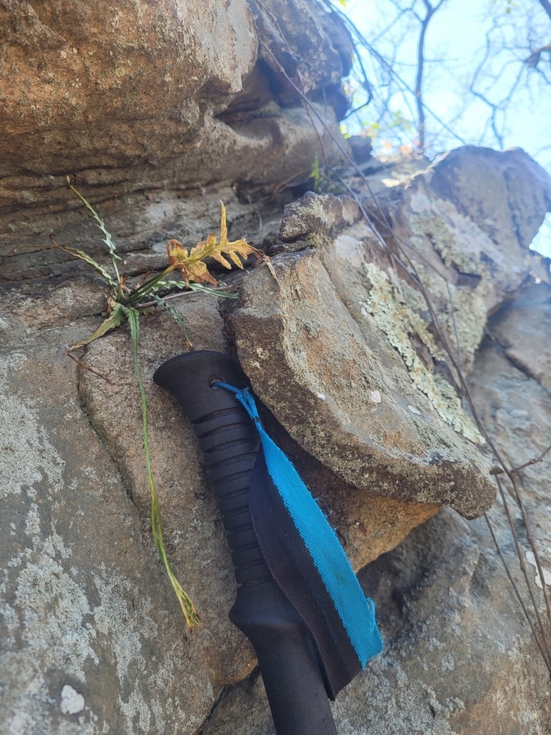 Lobed Spleenwort photo 4