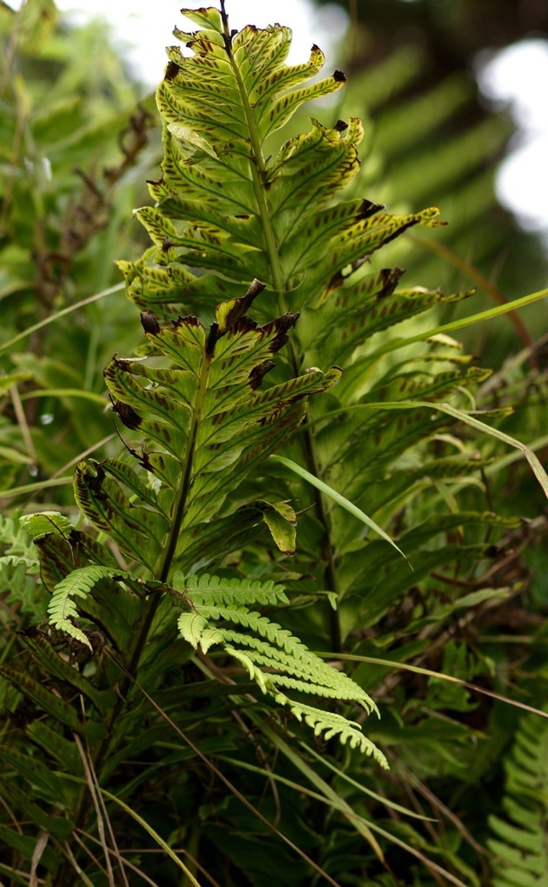 Asplenium platybasis