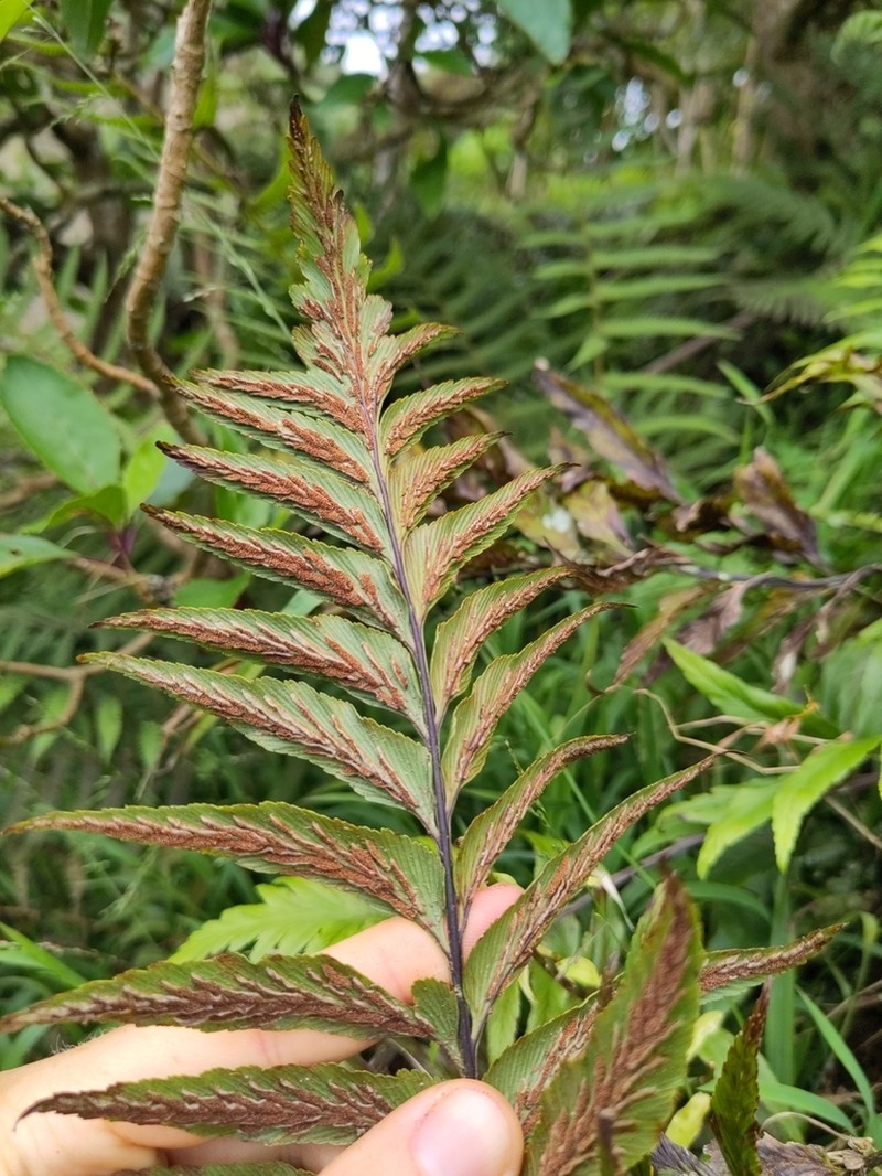 Asplenium platybasis photo 2