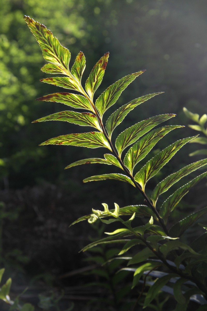 Asplenium platybasis photo 3