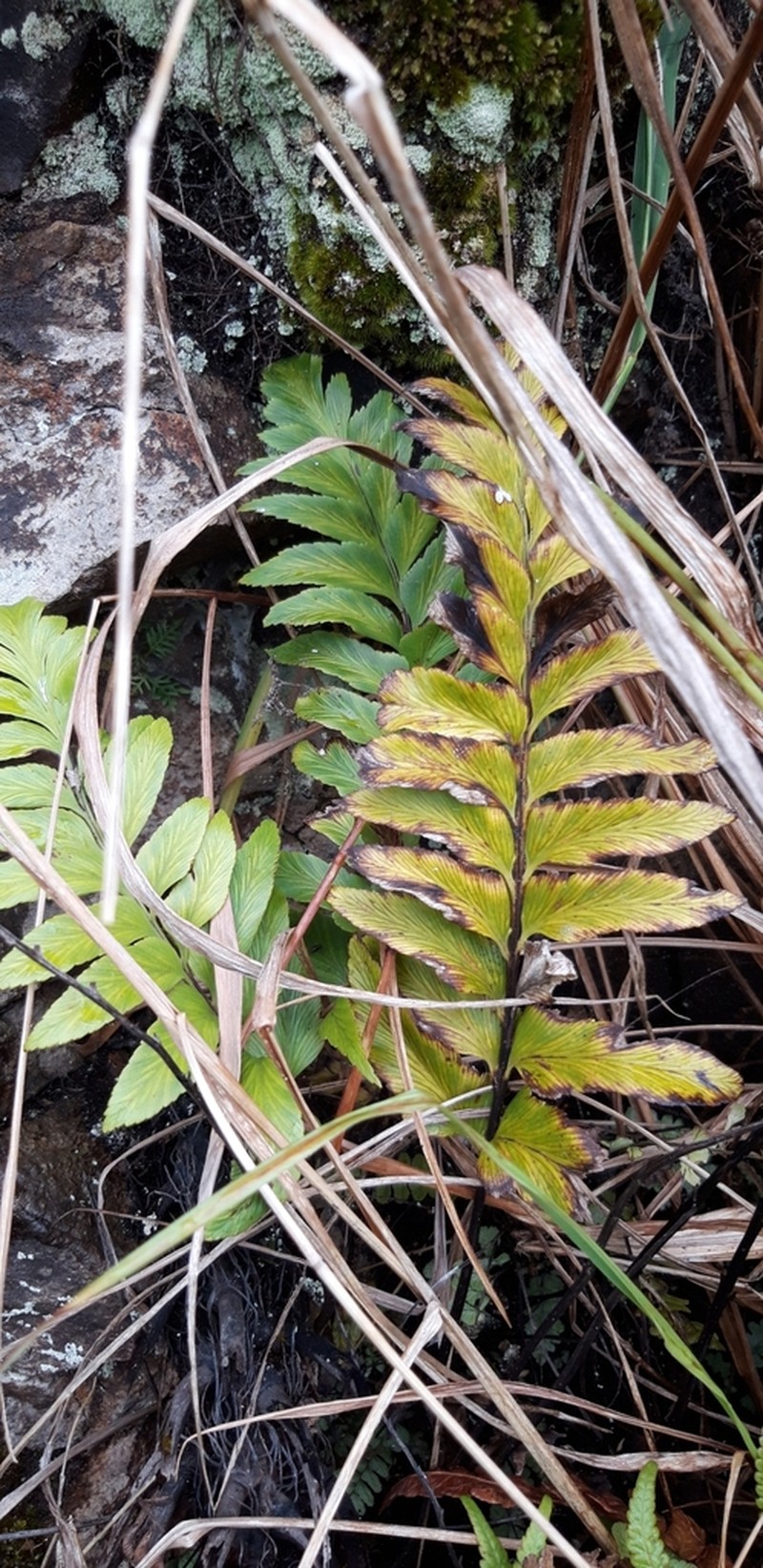 Asplenium platybasis photo 4