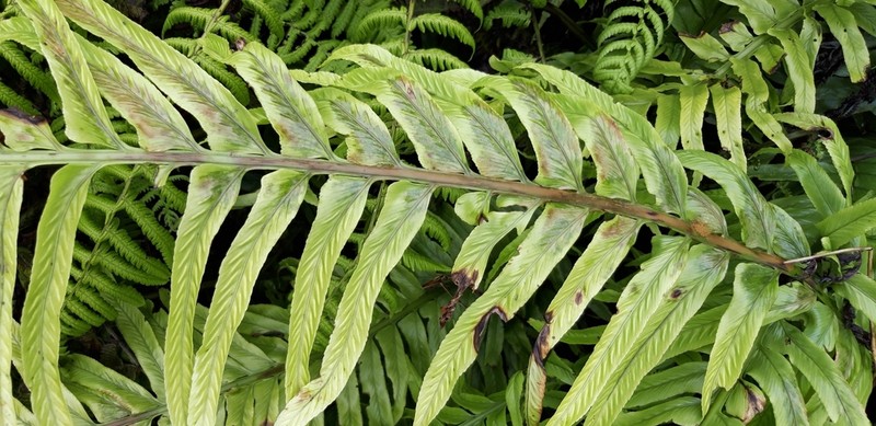 Asplenium platybasis photo 5