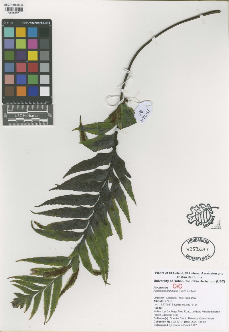 Asplenium platybasis photo 8