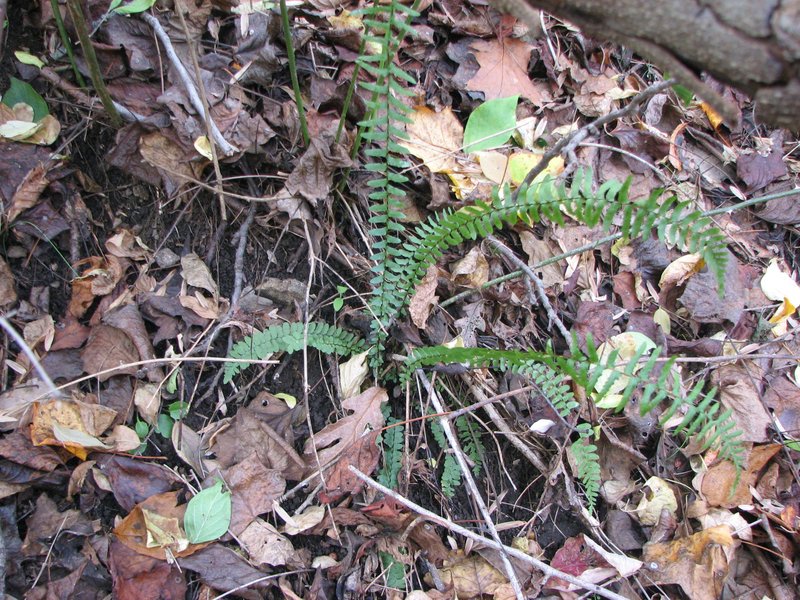 Ebony Spleenwort photo 2