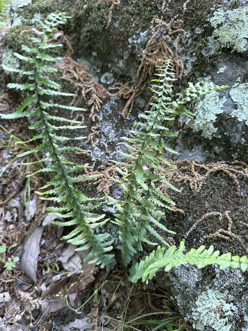 Ebony Spleenwort photo 3
