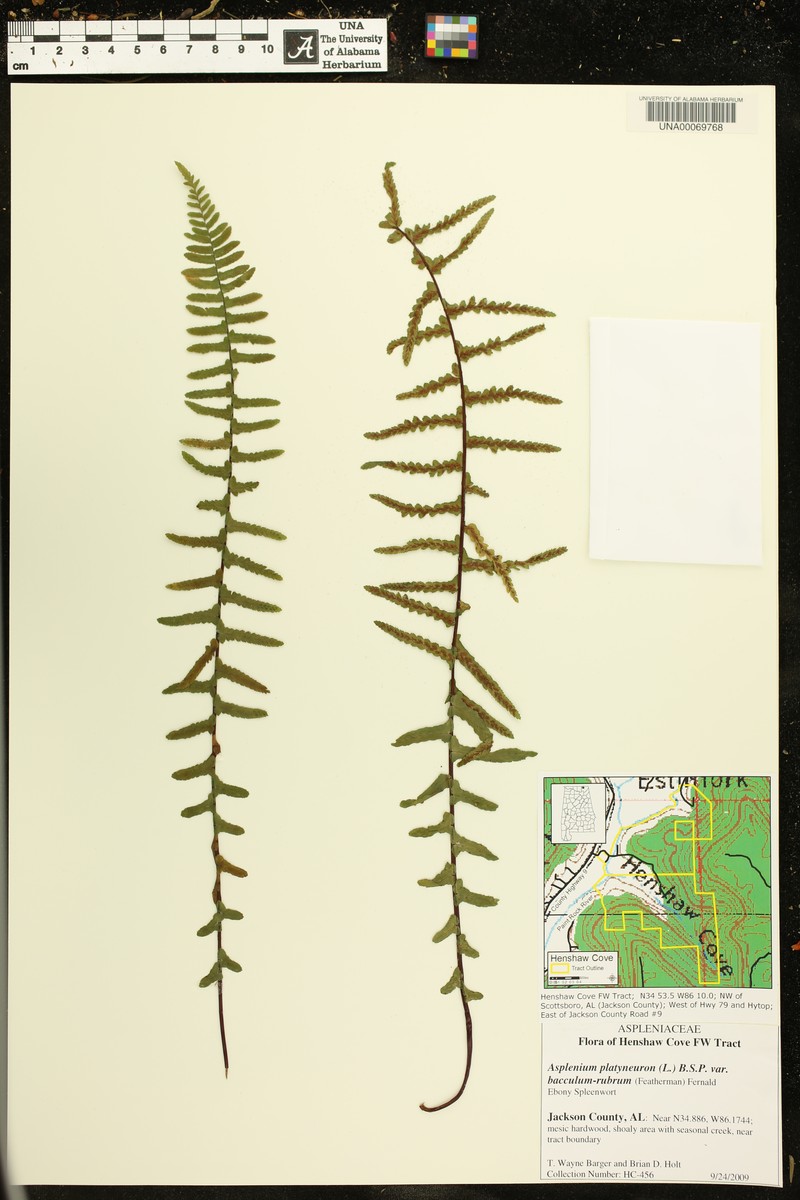 Asplenium platyneuron var. bacculum-rubrum photo 4