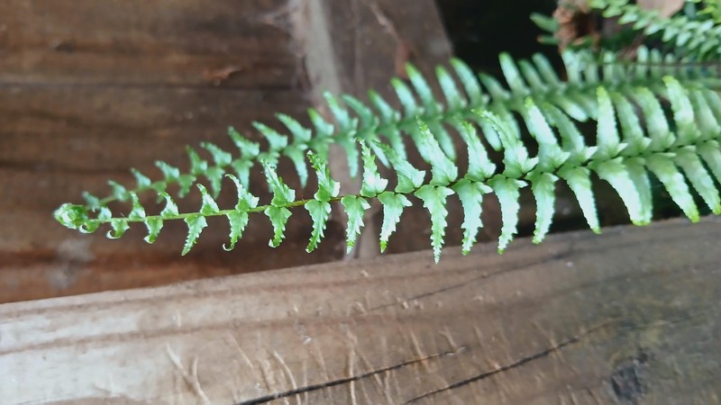 Asplenium platyneuron var. bacculum-rubrum