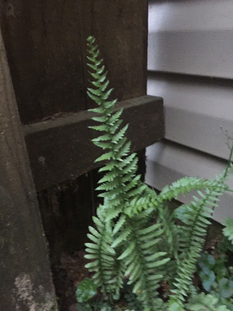 Asplenium platyneuron var. bacculum-rubrum photo 2