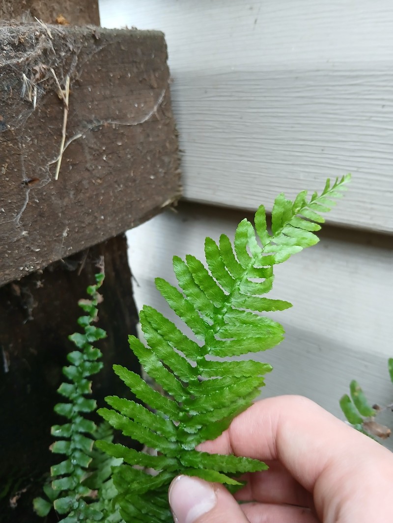 Asplenium platyneuron var. bacculum-rubrum photo 3