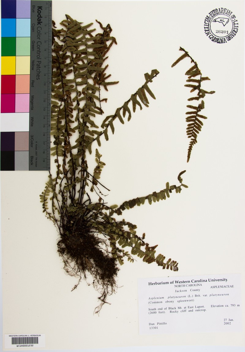 Asplenium platyneuron var. platyneuron photo 4