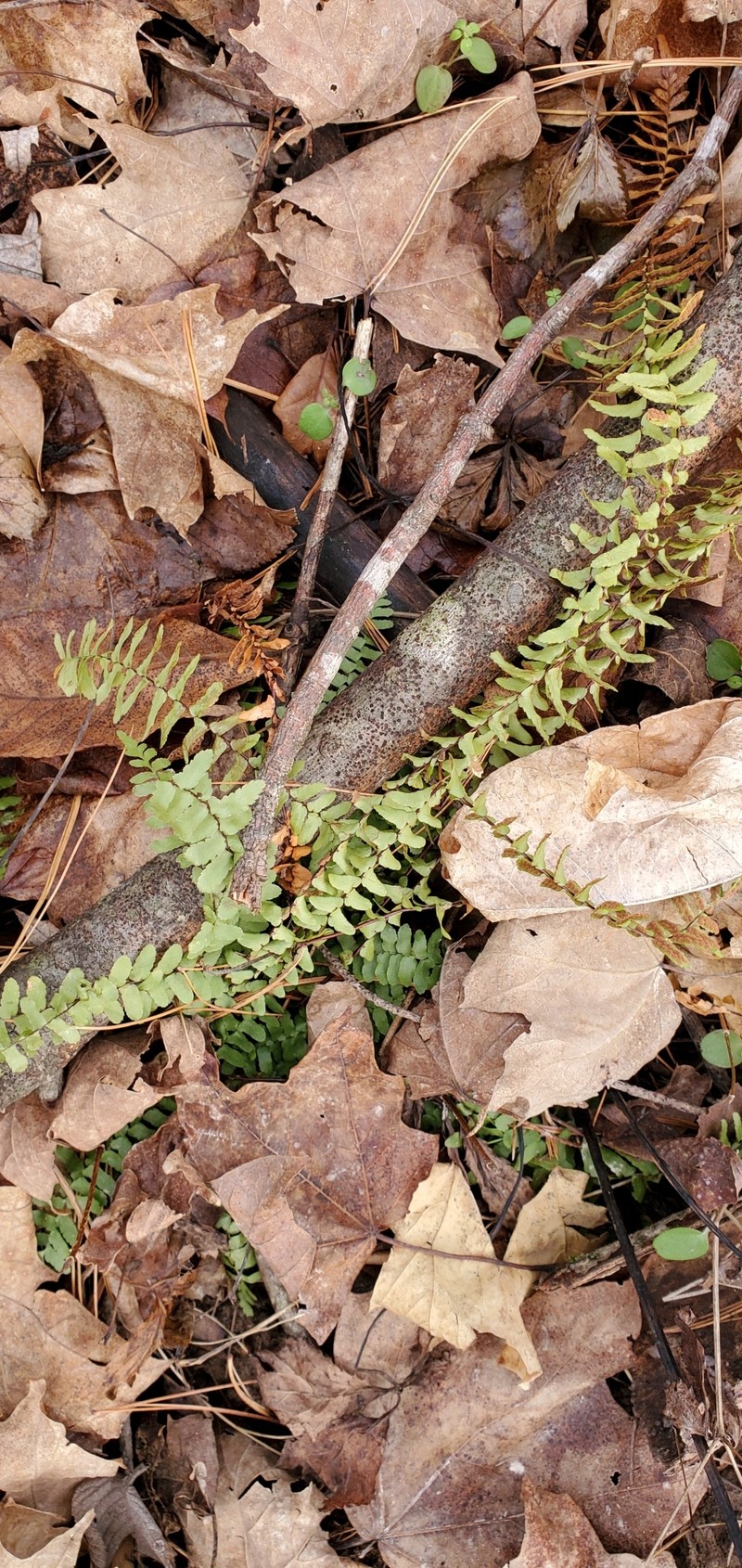 Asplenium platyneuron var. platyneuron