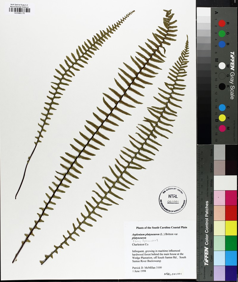 Asplenium platyneuron var. platyneuron photo 3