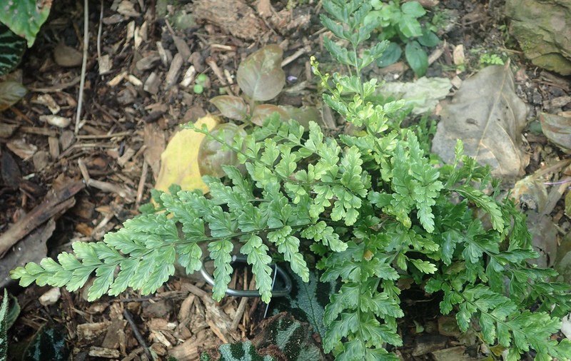 Ruffled Spleenwort