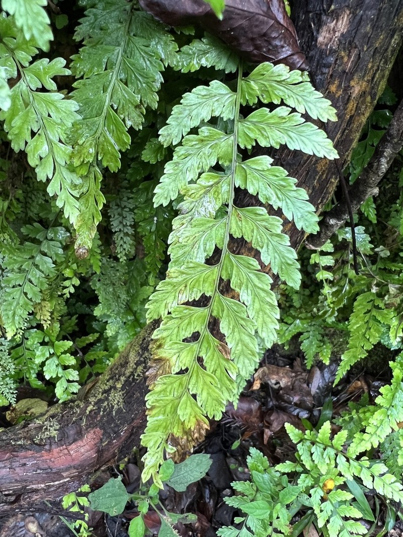 Ruffled Spleenwort