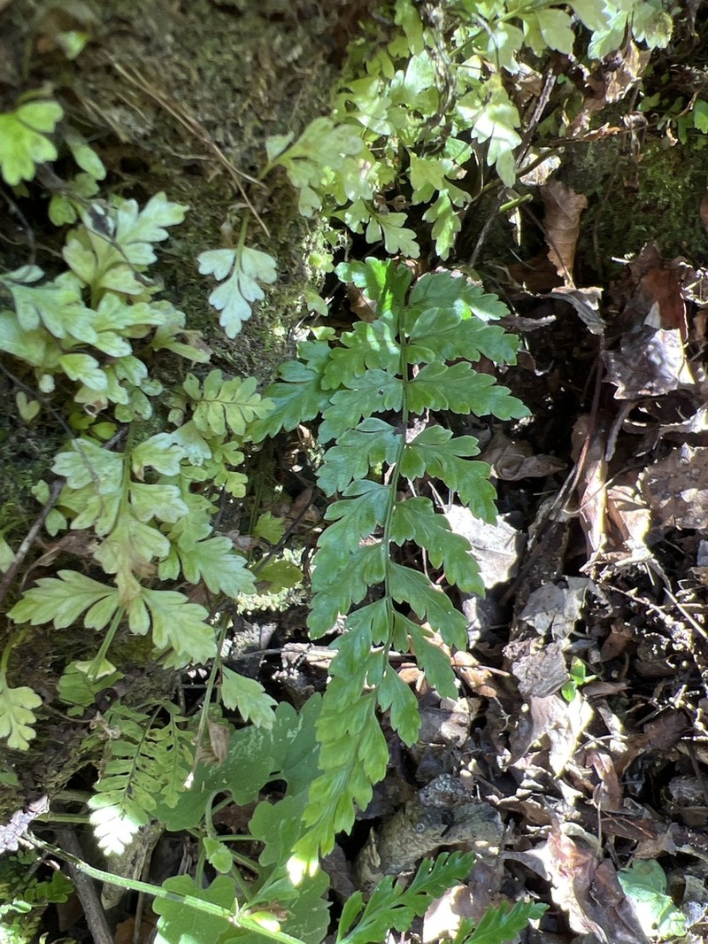 Ruffled Spleenwort photo 2