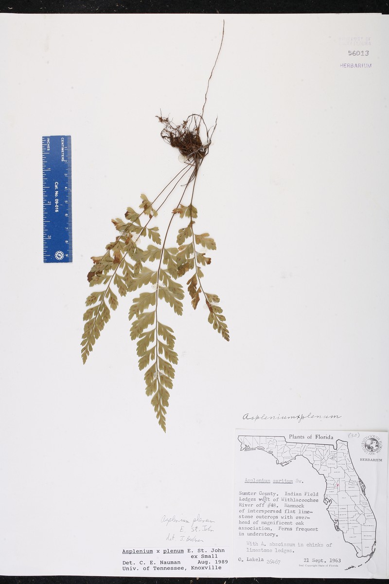 Ruffled Spleenwort photo 3