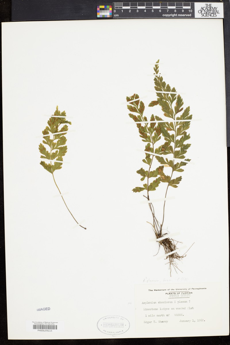 Ruffled Spleenwort photo 4