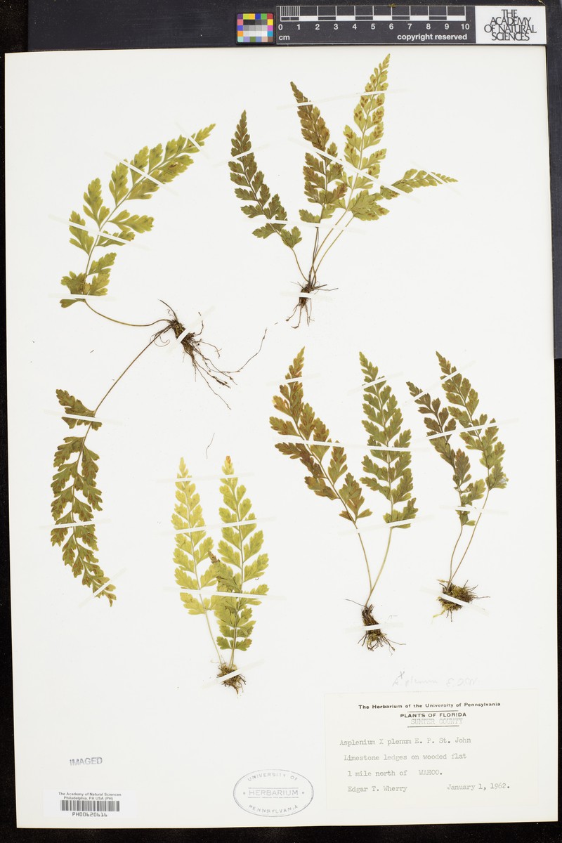 Ruffled Spleenwort photo 5