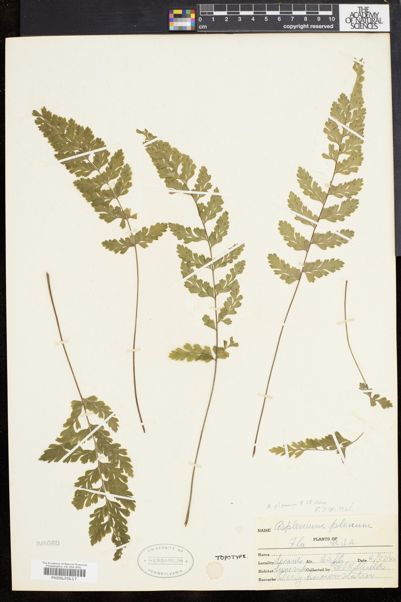 Ruffled Spleenwort photo 6