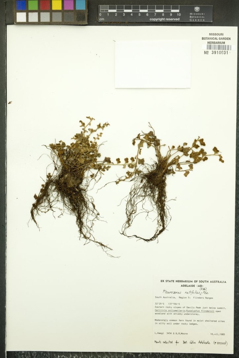 Asplenium pleurosorum