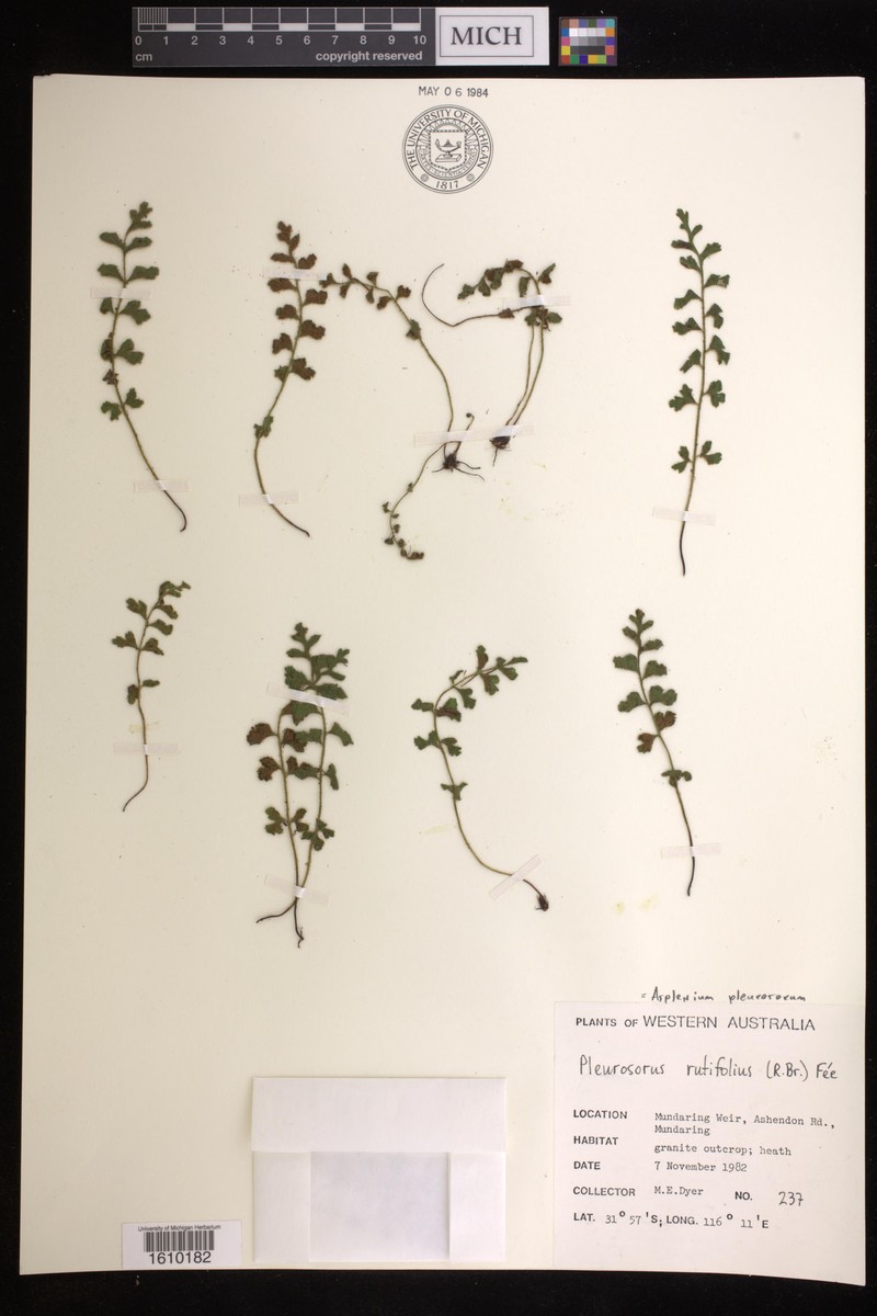Asplenium pleurosorum photo 2