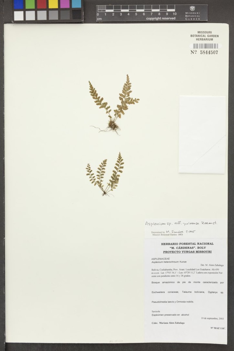 Asplenium poloense photo 2