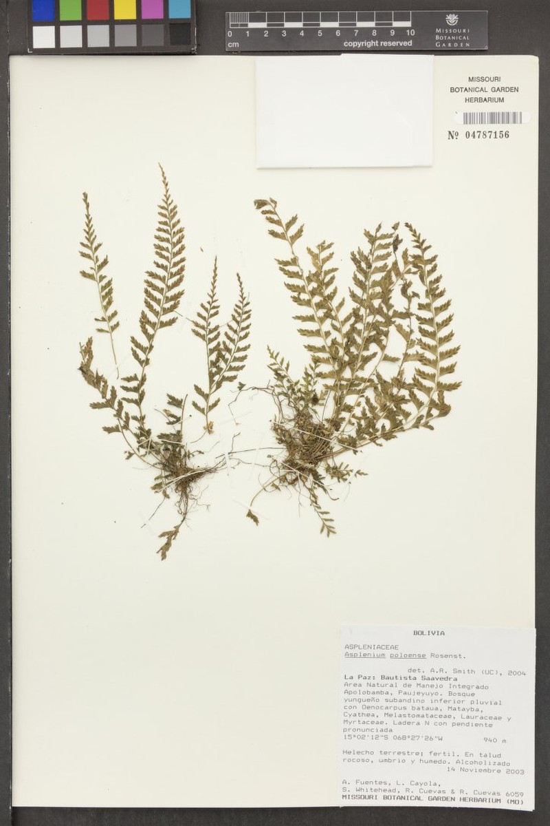Asplenium poloense photo 3