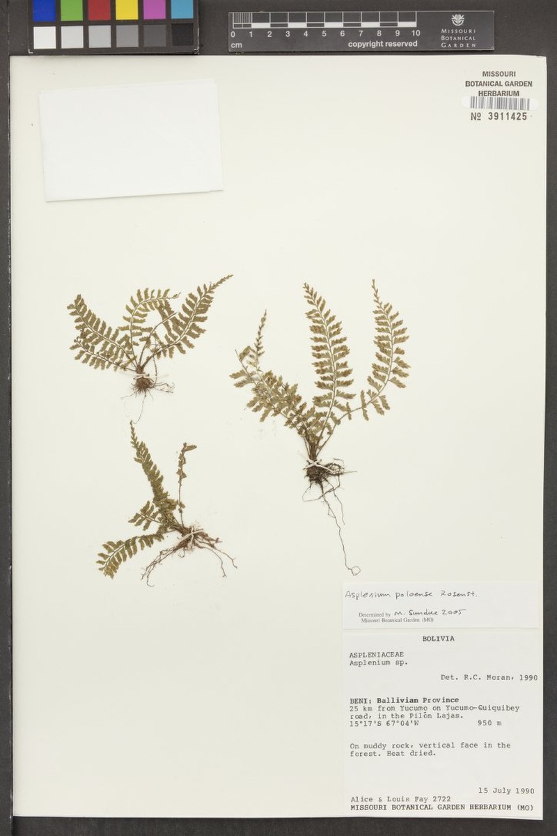 Asplenium poloense photo 4