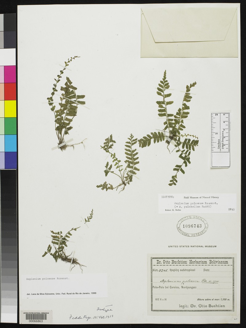 Asplenium poloense