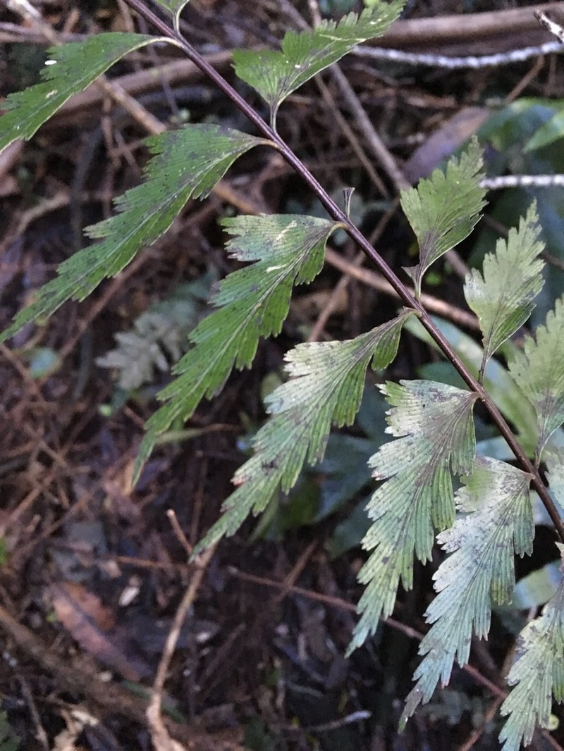 Sickle Speenwort